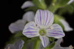 Common gypsyweed